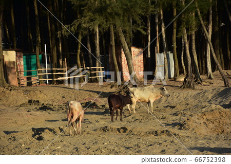 孟加拉國考克斯巴扎爾海灘（Cox's Bazar Beach）：沿著沙灘散步的奶牛家族和沿著沙灘的森林 66752398