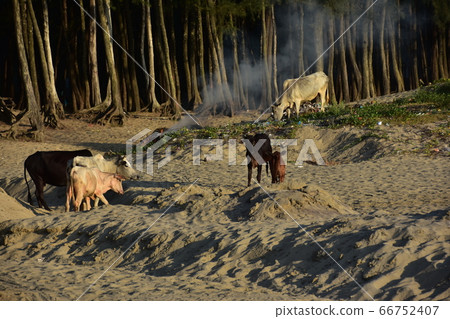 孟加拉國考克斯巴扎爾海灘(Cox's Bazar Beach):沿著沙灘散步的奶牛家族和沿著沙灘的森林 孟加拉國考克斯巴扎爾海灘(Cox's Bazar Beach):沿著沙灘散步的奶牛家族和沿著沙灘的森林 66752407