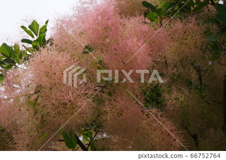 熏樹花淺粉紅色 熏樹花淺粉紅色 66752764