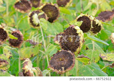 sunflower seed sunflower seed 66752922