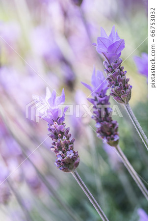 lavender 66753032