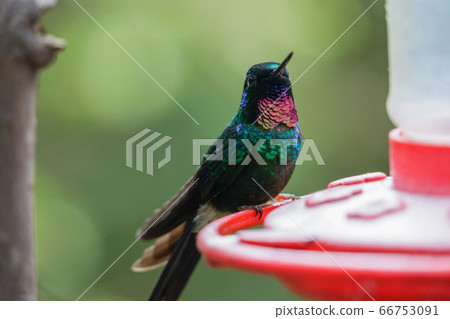 Tourmaline hummingbird Tourmaline hummingbird 66753091