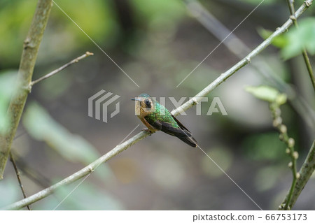 Mimuro Hummingbird 66753173