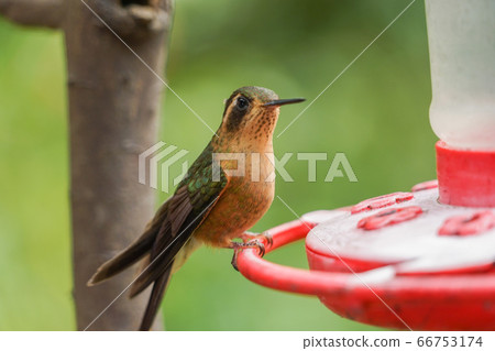 Mimuro Hummingbird 66753174