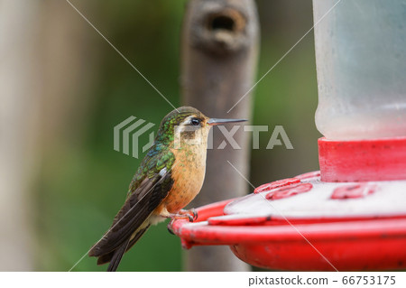 Mimuro Hummingbird Mimuro Hummingbird 66753175