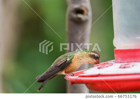 三木蜂鳥 66753176