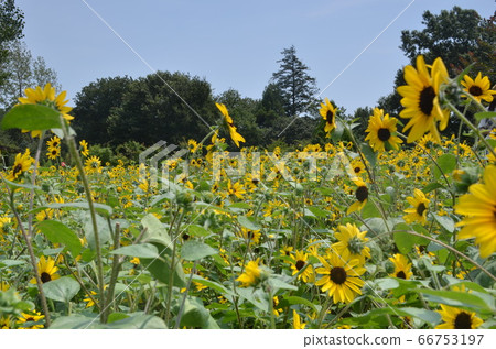 Sunflower day Sunflower day 66753197