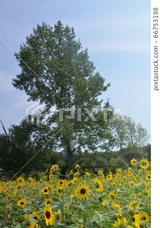 Sunflower day Sunflower day 66753198