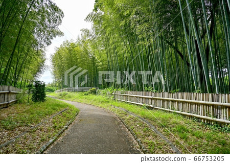 一片靜silence的竹林 一片靜silence的竹林 66753205