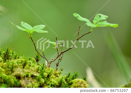 奈良青苔上生長的幼樹的場景 奈良青苔上生長的幼樹的場景 66753207