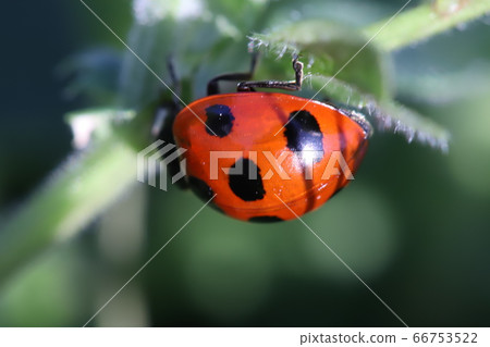 Coccinellidae perching on a leaf Coccinellidae perching on a leaf 66753522