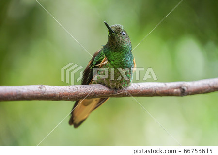 Hummingbird Hummingbird 66753615