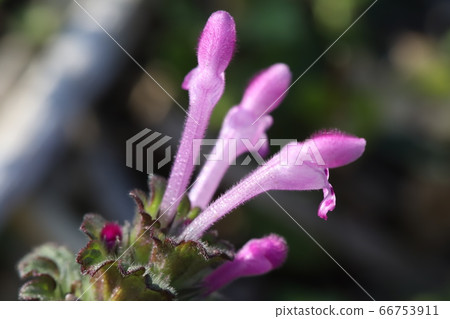 粉紅色的花朵 66753911