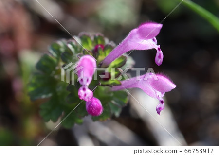 粉紅色的花朵 66753912