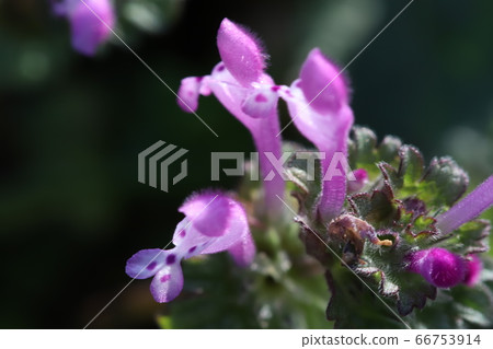 粉紅色的花朵 粉紅色的花朵 66753914