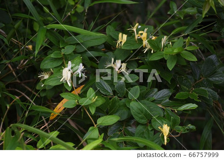 Honeysuckle 66757999