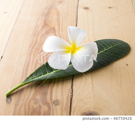 Leelawadee on white with clipping paths. 66758428