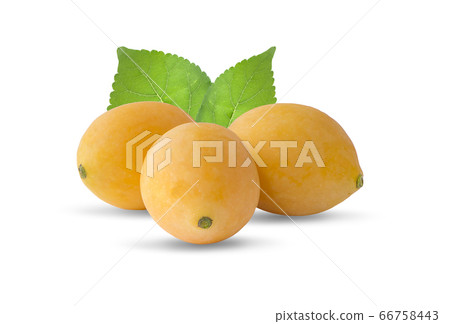 Sweet ripe Marian plum thai fruit an isolated on Sweet ripe Marian plum thai fruit an isolated on 66758443