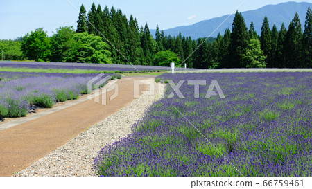 Beautiful Lavender Garden Misato Town, Akita Prefecture Beautiful Lavender Garden Misato Town, Akita Prefecture 66759461