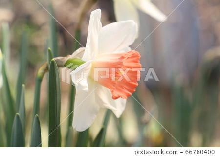 水仙花的白花 66760400