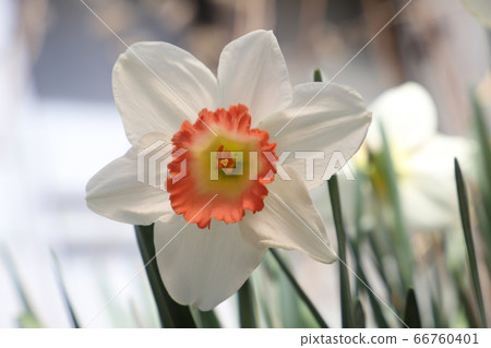 水仙花的白花 66760401