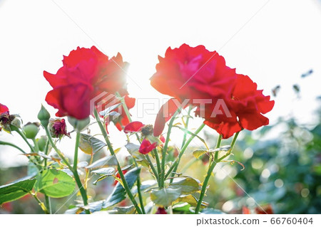 Backlight Rose Backlight Rose 66760404