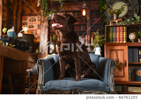 Labrador retriever on vintage background Labrador retriever on vintage background 66761205