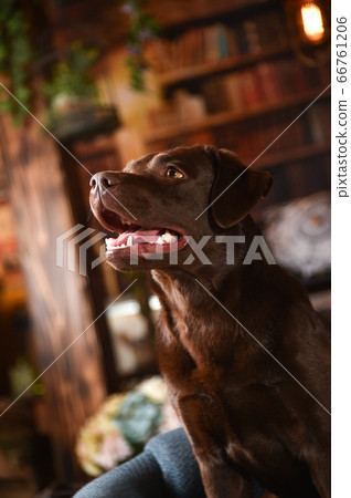 復古背景上的拉布拉多犬 復古背景上的拉布拉多犬 66761206
