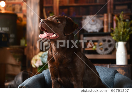 復古背景上的拉布拉多犬 復古背景上的拉布拉多犬 66761207