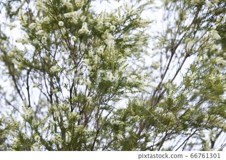 茶樹(melaleuca) 茶樹(melaleuca) 66761301
