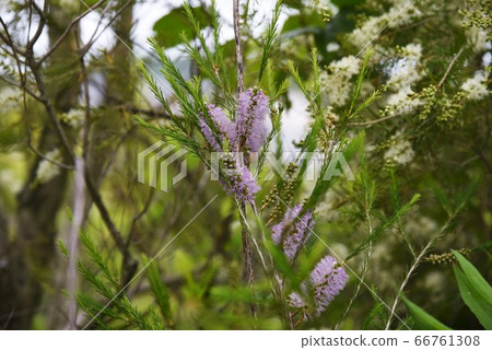 Tea tree (melaleuca) 66761308