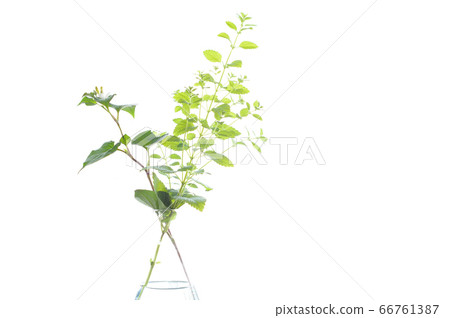 Early summer herbs in an Erlenmeyer flask Early summer herbs in an Erlenmeyer flask 66761387