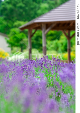 盛開的薰衣草田 66761439
