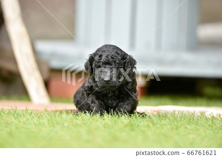 Labradoodle baby playing with dog run Labradoodle baby playing with dog run 66761621