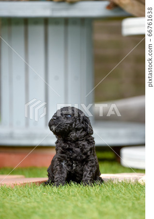 Labradoodle嬰兒玩狗跑 66761638