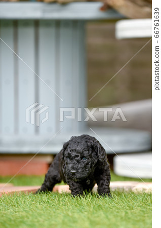 Labradoodle嬰兒玩狗跑 66761639