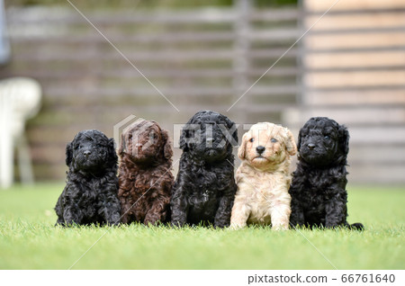 Labradoodle嬰兒玩狗跑 66761640