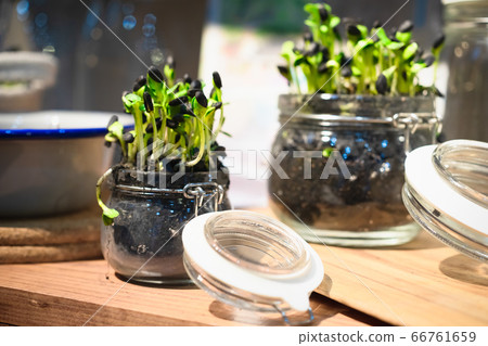 Micro greens or sprouts of raw live sprouting Micro greens or sprouts of raw live sprouting 66761659