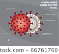 Coronavirus structure or Covid19 or Sar COV 2 cross section model 66761760