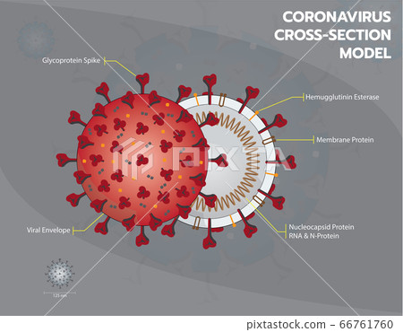 Coronavirus structure or Covid19 or Sar COV 2... - Stock Illustration ...