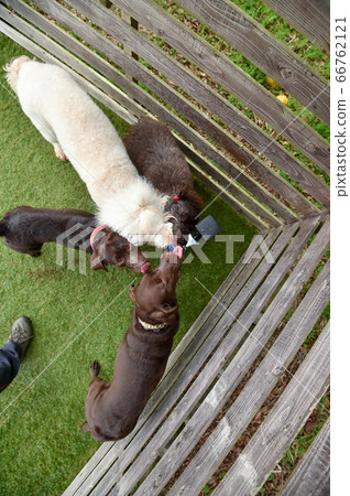 拉布拉多犬飲用水 拉布拉多犬飲用水 66762121