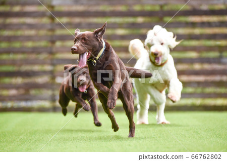 Labrador retriever playing in a dog run 66762802