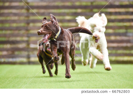 拉布拉多犬在狗奔跑中玩 拉布拉多犬在狗奔跑中玩 66762803