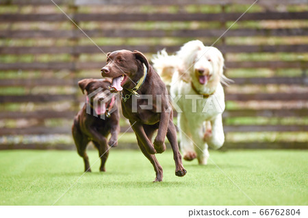拉布拉多犬在狗奔跑中玩 拉布拉多犬在狗奔跑中玩 66762804