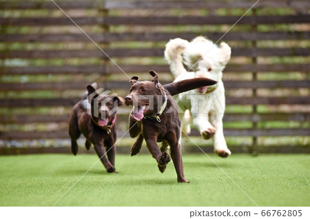 拉布拉多犬在狗奔跑中玩 拉布拉多犬在狗奔跑中玩 66762805
