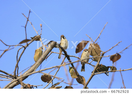 Two sparrows stuck in a dead branch Two sparrows stuck in a dead branch 66762928