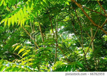 樹木繁茂的地區，讓您感覺像熱帶雨林 66762959