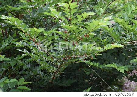 Mulberry only Mulberry only 66763537