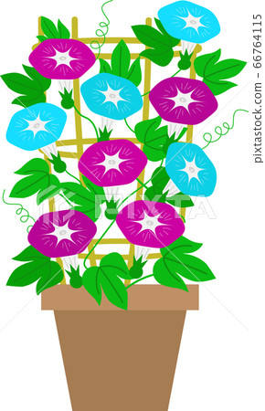 盆栽的牽牛花的插圖 盆栽的牽牛花的插圖 66764115
