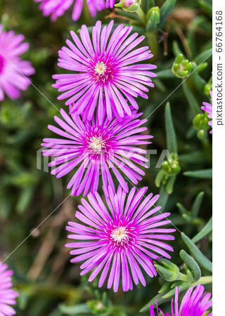 七彩松花 七彩松花 66764168